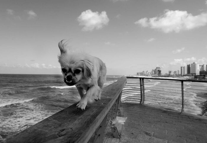 50 Dog Photos That Happened Exactly When They Were Meant To