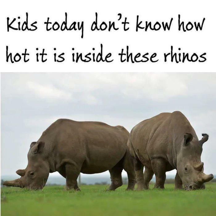 Rhinos That Are Seriously Blursed