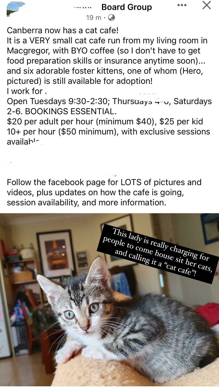 Cat Cafe Magic (Because Cats + Coffee = Best Combo)