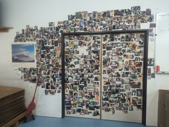Puzzle Factory’s Wall of Shame Shows Which Pets Turned Into Puzzle Piece Thieves
