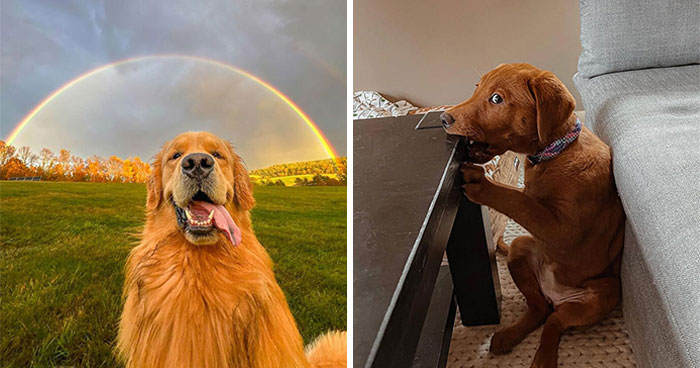 These 40 Dogs Are Basically Guaranteed To Make Your Day 100% Better