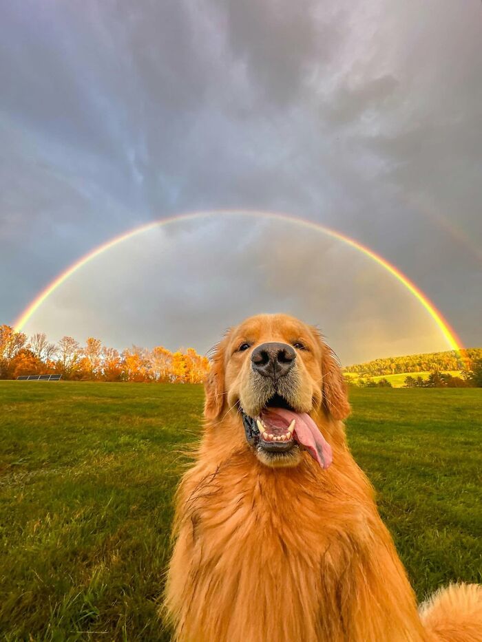 These 40 Dogs Are Basically Guaranteed To Make Your Day 100% Better