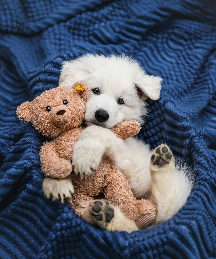 These 40 Dogs Are Basically Guaranteed To Make Your Day 100% Better