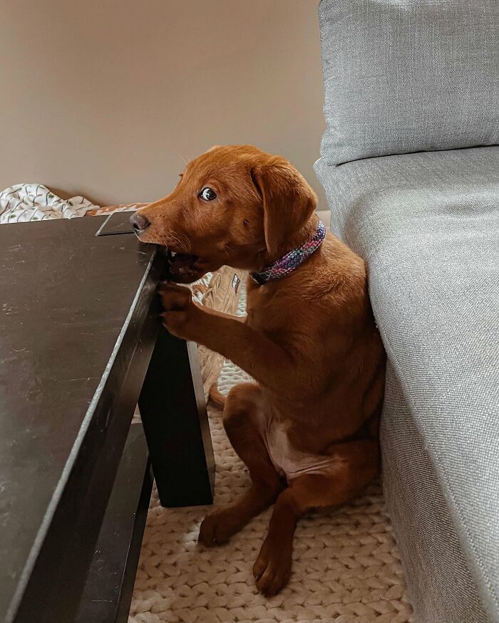 These 40 Dogs Are Basically Guaranteed To Make Your Day 100% Better