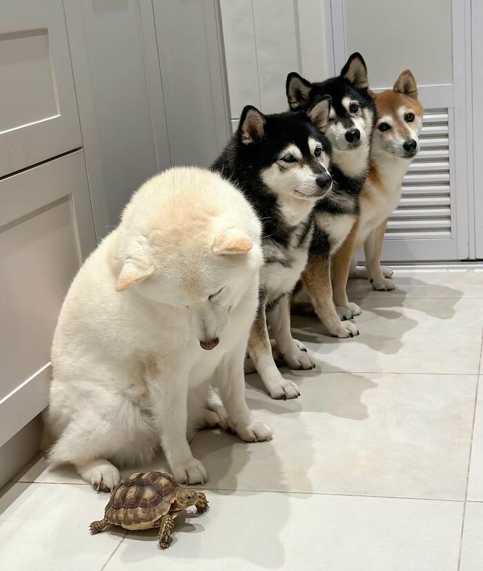 These 40 Dogs Are Basically Guaranteed To Make Your Day 100% Better