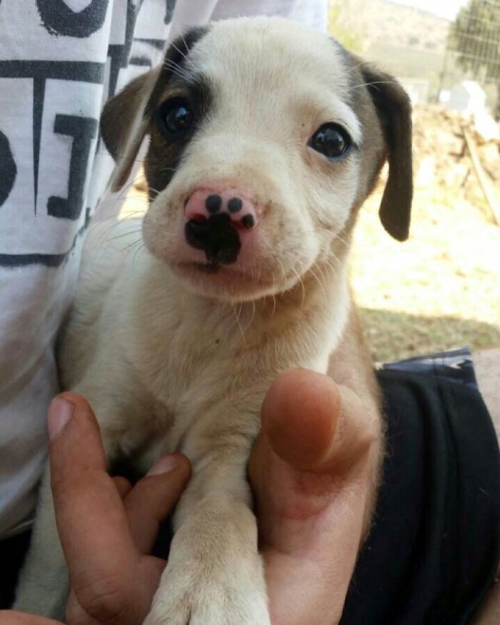 These 40 Dogs Are Basically Guaranteed To Make Your Day 100% Better