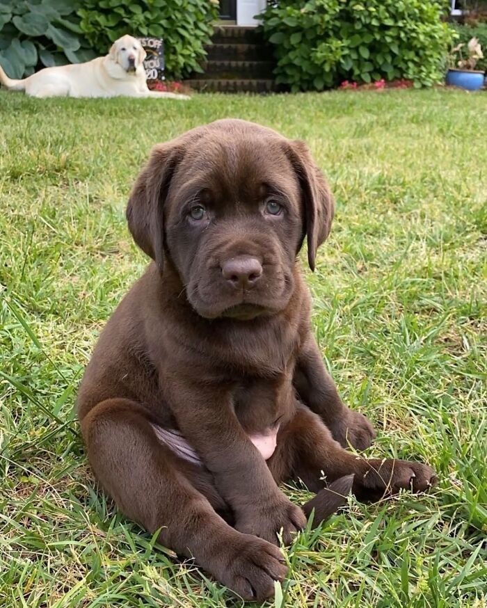 These 40 Dogs Are Basically Guaranteed To Make Your Day 100% Better