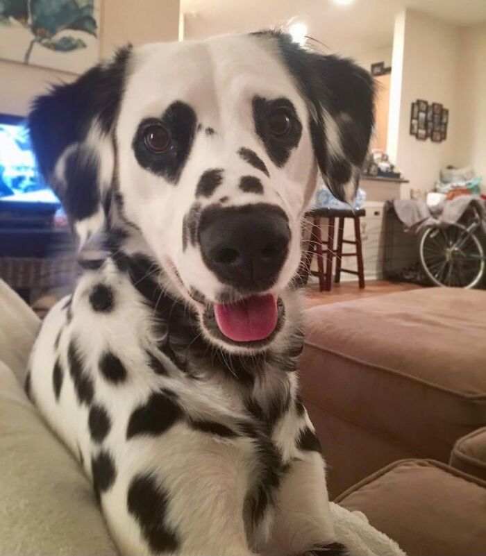 These 40 Dogs Are Basically Guaranteed To Make Your Day 100% Better