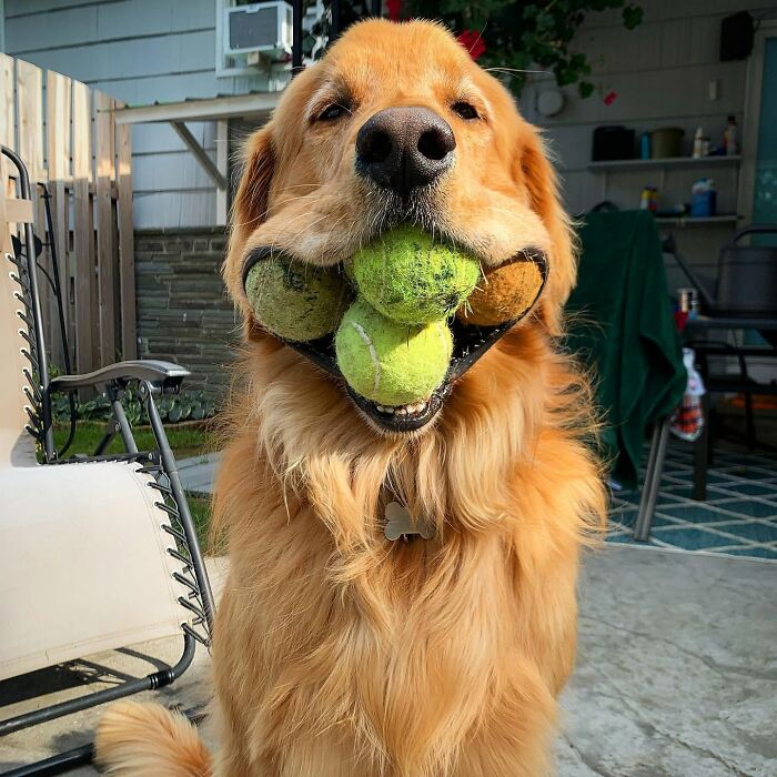 These 40 Dogs Are Basically Guaranteed To Make Your Day 100% Better