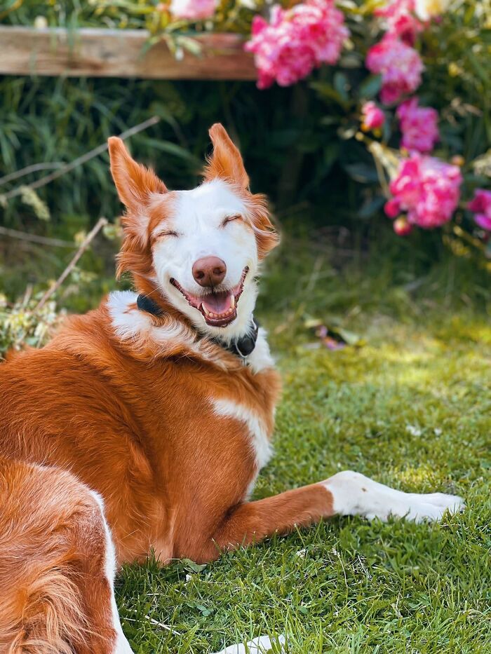 These 40 Dogs Are Basically Guaranteed To Make Your Day 100% Better