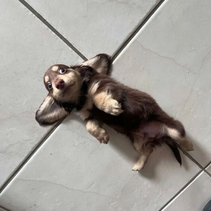 These 40 Dogs Are Basically Guaranteed To Make Your Day 100% Better