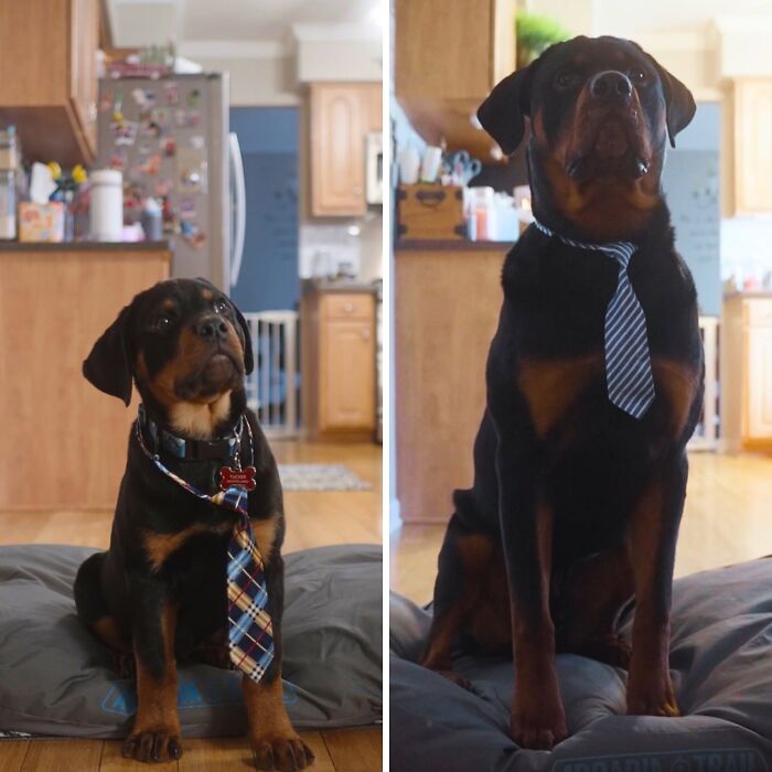 These 40 Dogs Are Basically Guaranteed To Make Your Day 100% Better