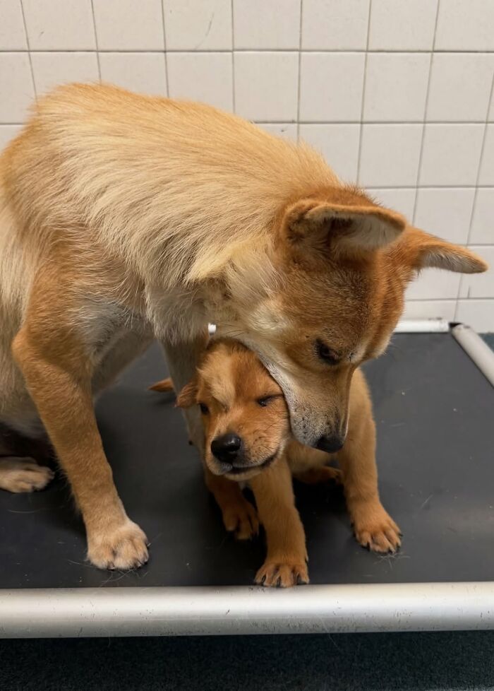 These 40 Dogs Are Basically Guaranteed To Make Your Day 100% Better