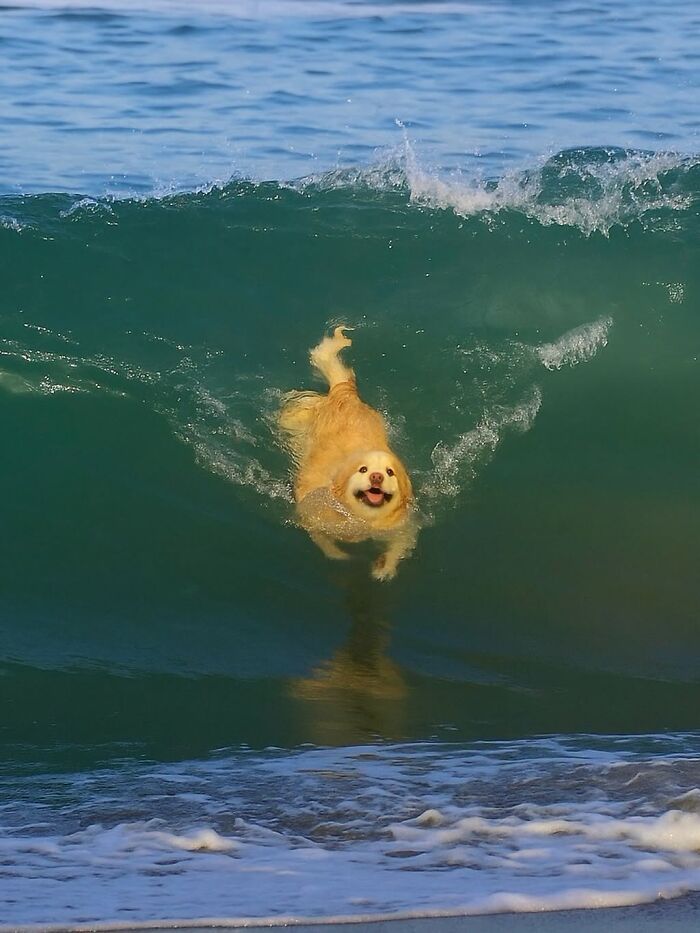 These 40 Dogs Are Basically Guaranteed To Make Your Day 100% Better
