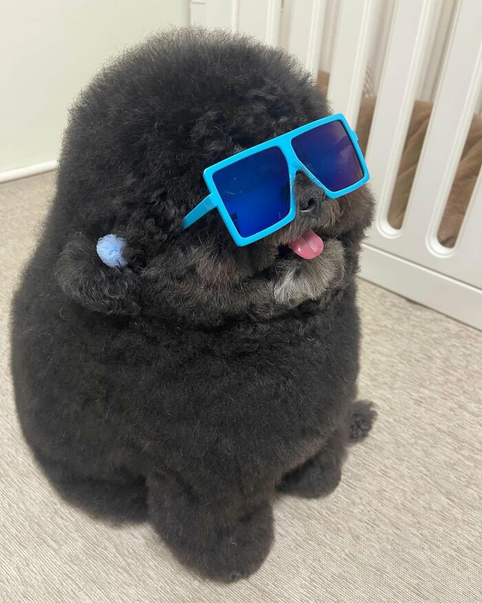 These 40 Dogs Are Basically Guaranteed To Make Your Day 100% Better