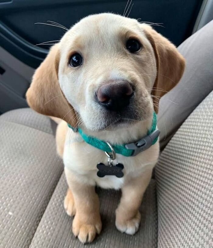These 40 Dogs Are Basically Guaranteed To Make Your Day 100% Better