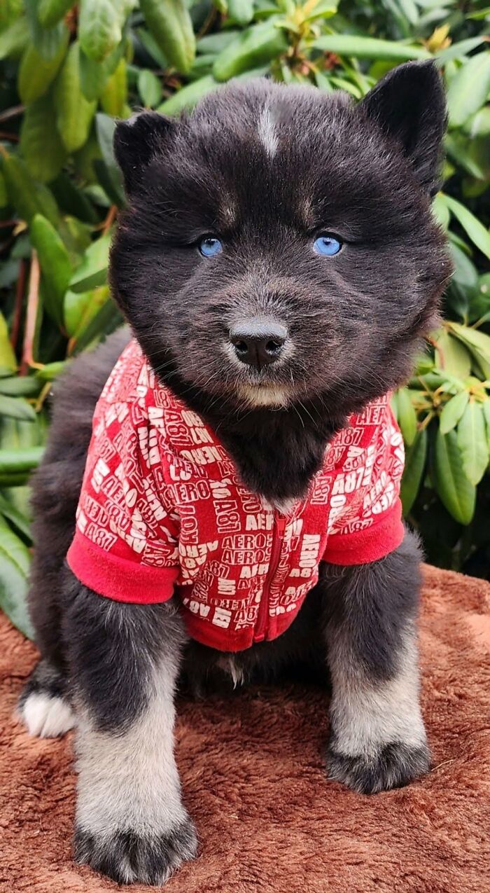 These 40 Dogs Are Basically Guaranteed To Make Your Day 100% Better