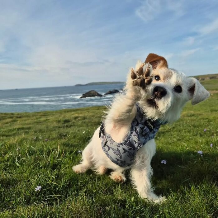 These 40 Dogs Are Basically Guaranteed To Make Your Day 100% Better
