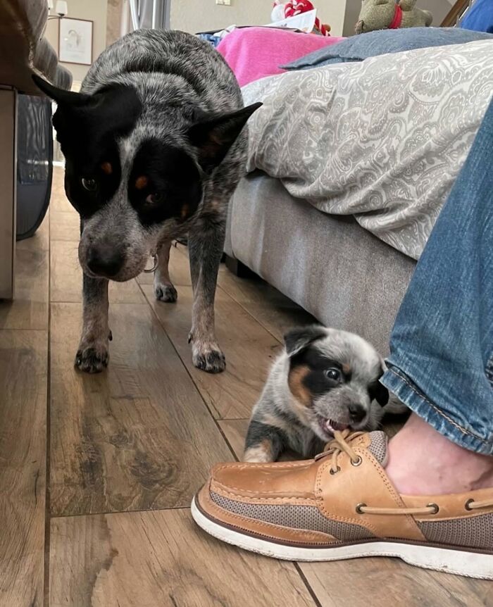 These 40 Dogs Are Basically Guaranteed To Make Your Day 100% Better