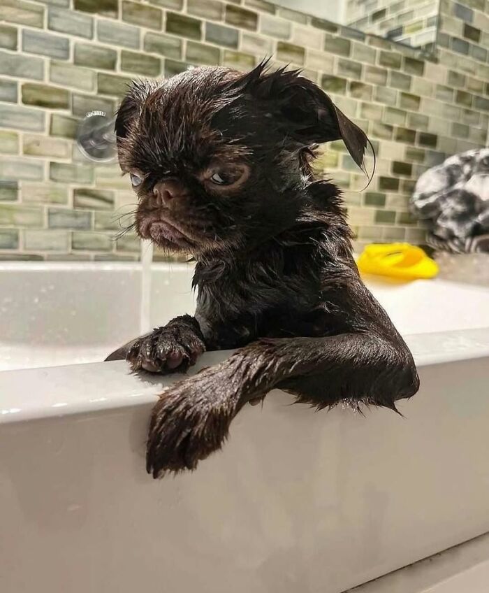 These 40 Dogs Are Basically Guaranteed To Make Your Day 100% Better