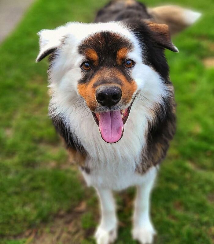 These 40 Dogs Are Basically Guaranteed To Make Your Day 100% Better