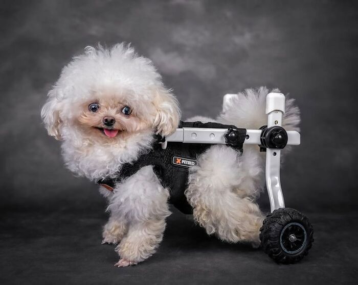These 40 Dogs Are Basically Guaranteed To Make Your Day 100% Better