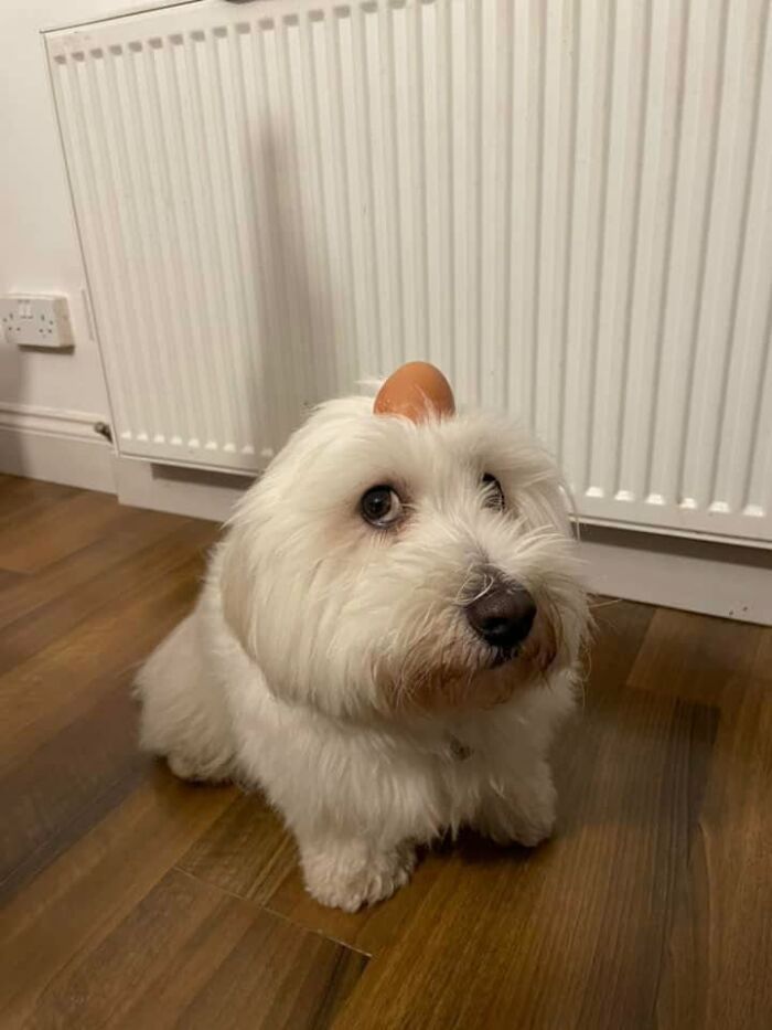 These 40 Dogs Are Basically Guaranteed To Make Your Day 100% Better