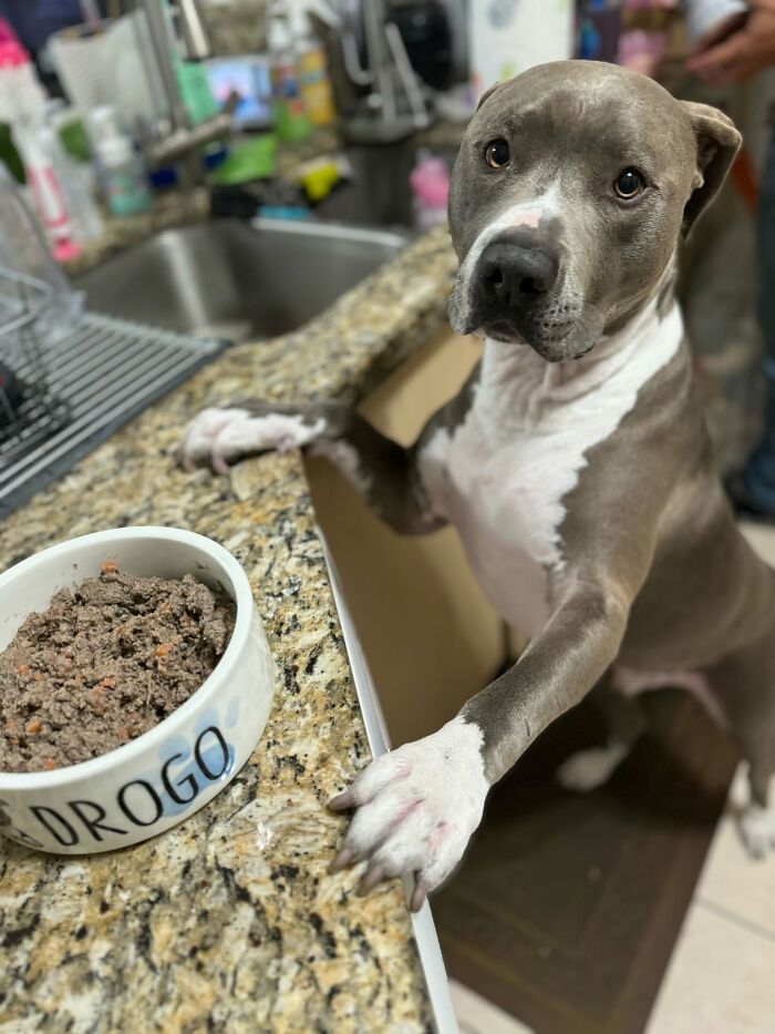 These 40 Dogs Are Basically Guaranteed To Make Your Day 100% Better