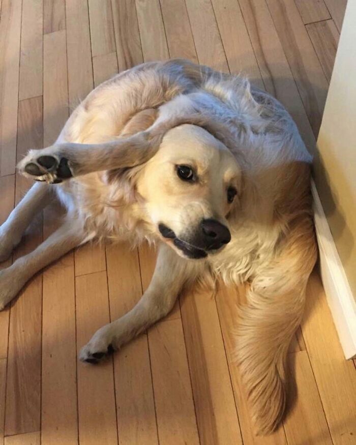 These 40 Dogs Are Basically Guaranteed To Make Your Day 100% Better