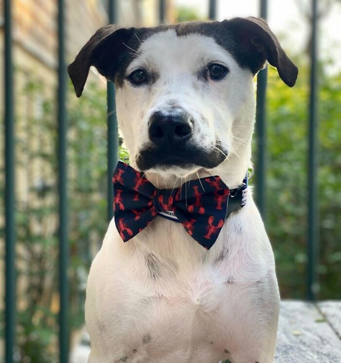 These 40 Dogs Are Basically Guaranteed To Make Your Day 100% Better