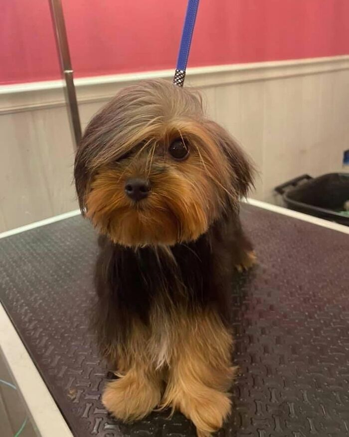 These 40 Dogs Are Basically Guaranteed To Make Your Day 100% Better