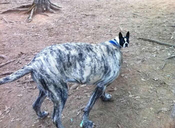 These 40 Dogs Are Basically Guaranteed To Make Your Day 100% Better