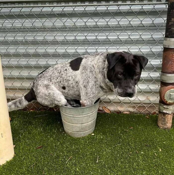 These 40 Dogs Are Basically Guaranteed To Make Your Day 100% Better