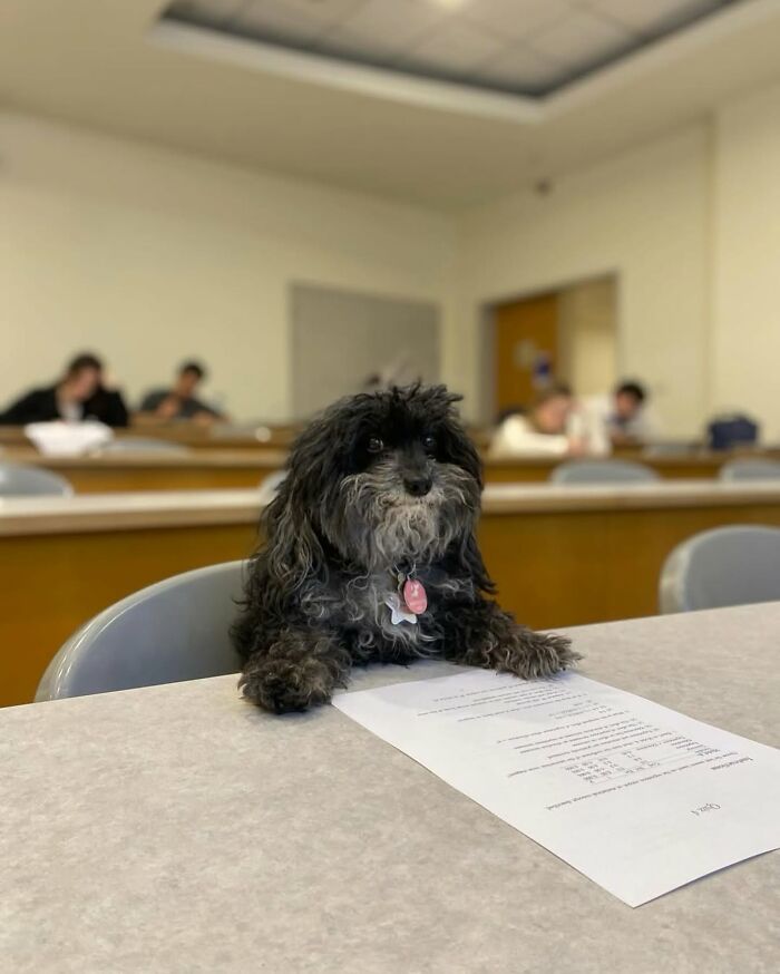 These 40 Dogs Are Basically Guaranteed To Make Your Day 100% Better