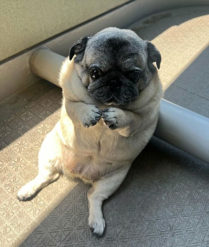 These 40 Dogs Are Basically Guaranteed To Make Your Day 100% Better