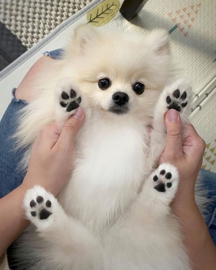 These 40 Dogs Are Basically Guaranteed To Make Your Day 100% Better