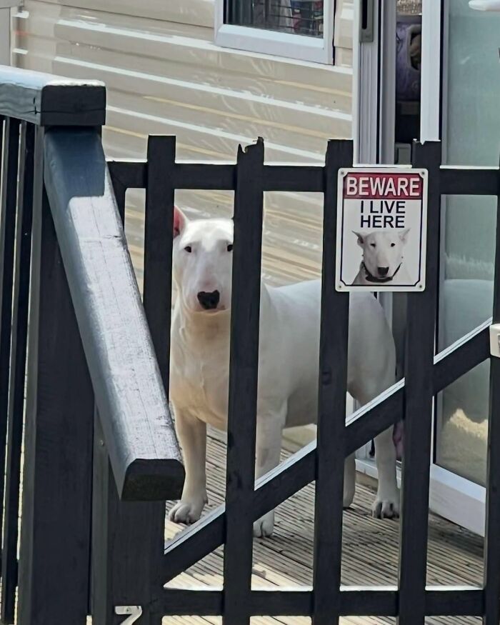 These 40 Dogs Are Basically Guaranteed To Make Your Day 100% Better