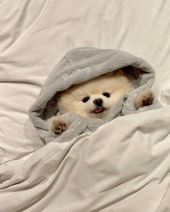 These 40 Dogs Are Basically Guaranteed To Make Your Day 100% Better