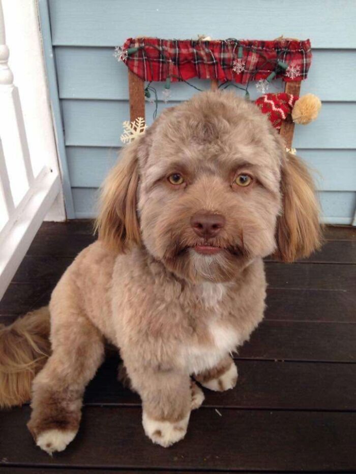 These 40 Dogs Are Basically Guaranteed To Make Your Day 100% Better
