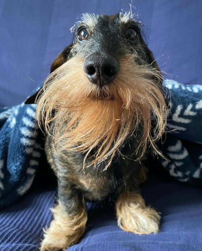 These 40 Dogs Are Basically Guaranteed To Make Your Day 100% Better