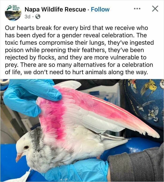 Painting a Bird for a Reveal? Yep, Someone Did That