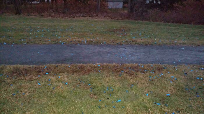 Oops! The Craziest Gender Reveal Fails That Make You Say What?!