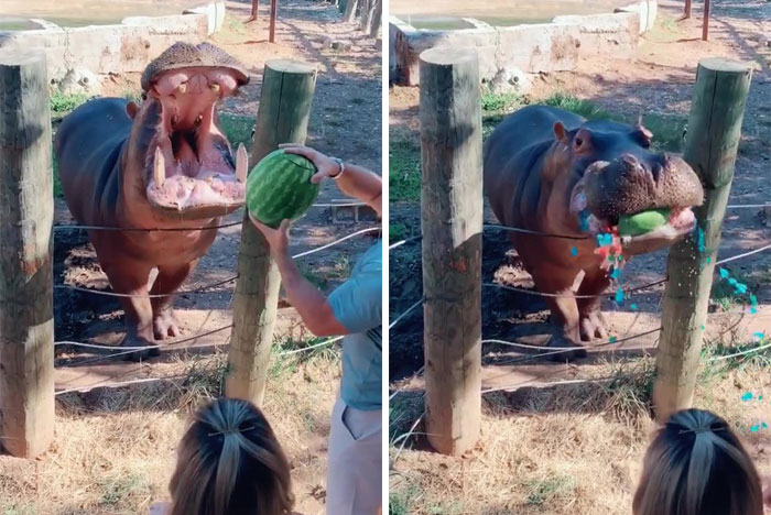Oops! The Craziest Gender Reveal Fails That Make You Say What?!