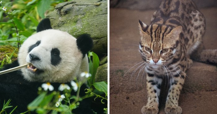 Zoo Nightmares: The 30 Animals Zookeepers Secretly Wish They Didn’t Have To Deal With