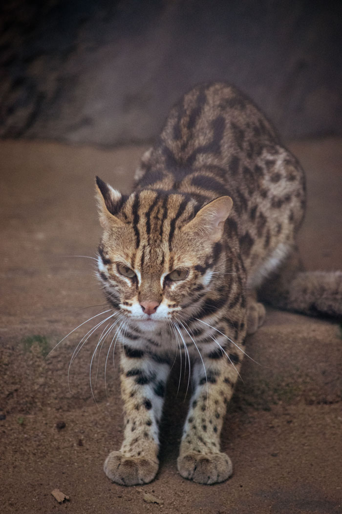 Zoo Nightmares: The 30 Animals Zookeepers Secretly Wish They Didn’t Have To Deal With