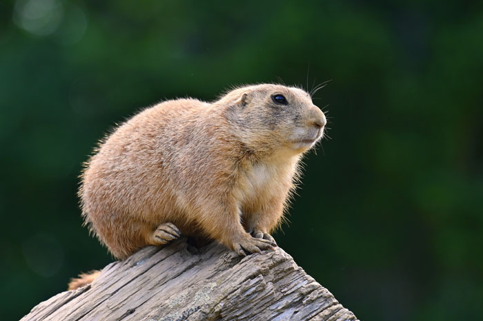 Zoo Nightmares: The 30 Animals Zookeepers Secretly Wish They Didn’t Have To Deal With