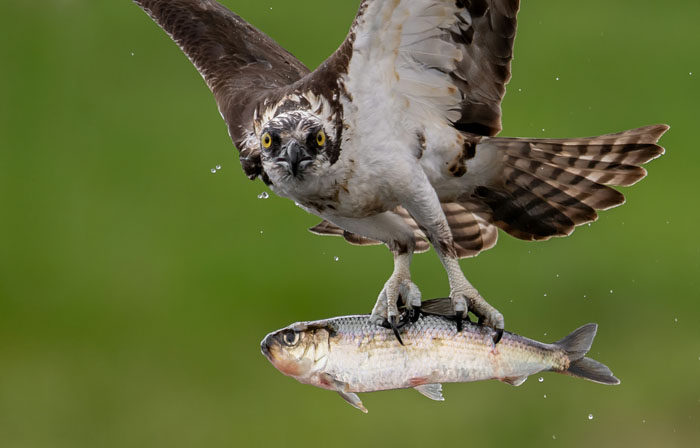 Zoo Nightmares: The 30 Animals Zookeepers Secretly Wish They Didn’t Have To Deal With