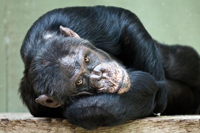 Zoo Nightmares: The 30 Animals Zookeepers Secretly Wish They Didn’t Have To Deal With