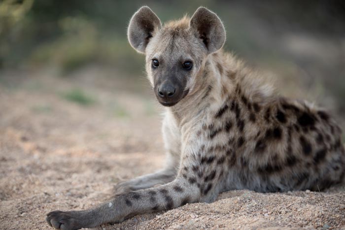 Zoo Nightmares: The 30 Animals Zookeepers Secretly Wish They Didn’t Have To Deal With