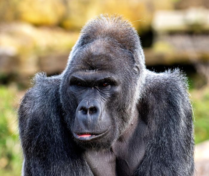 Zoo Nightmares: The 30 Animals Zookeepers Secretly Wish They Didn’t Have To Deal With